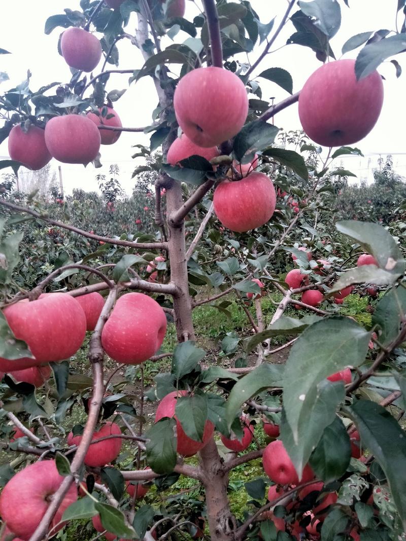 佳庆果业大量出售寒富苹果，