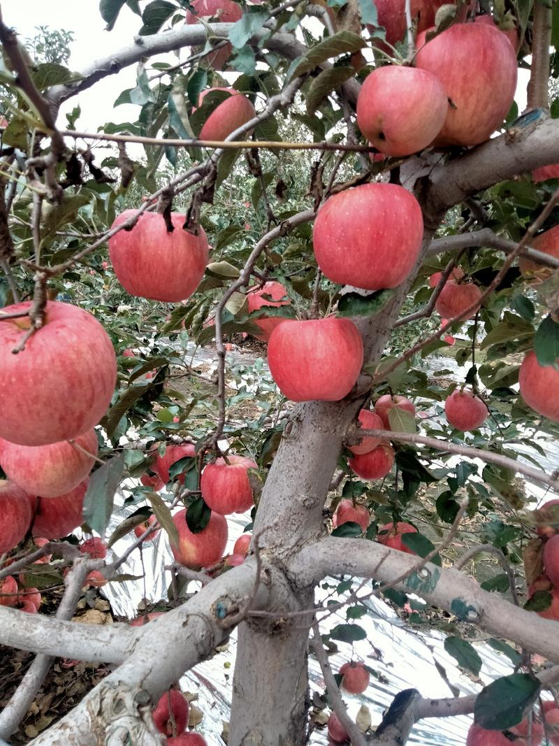 佳庆果业大量出售寒富苹果，