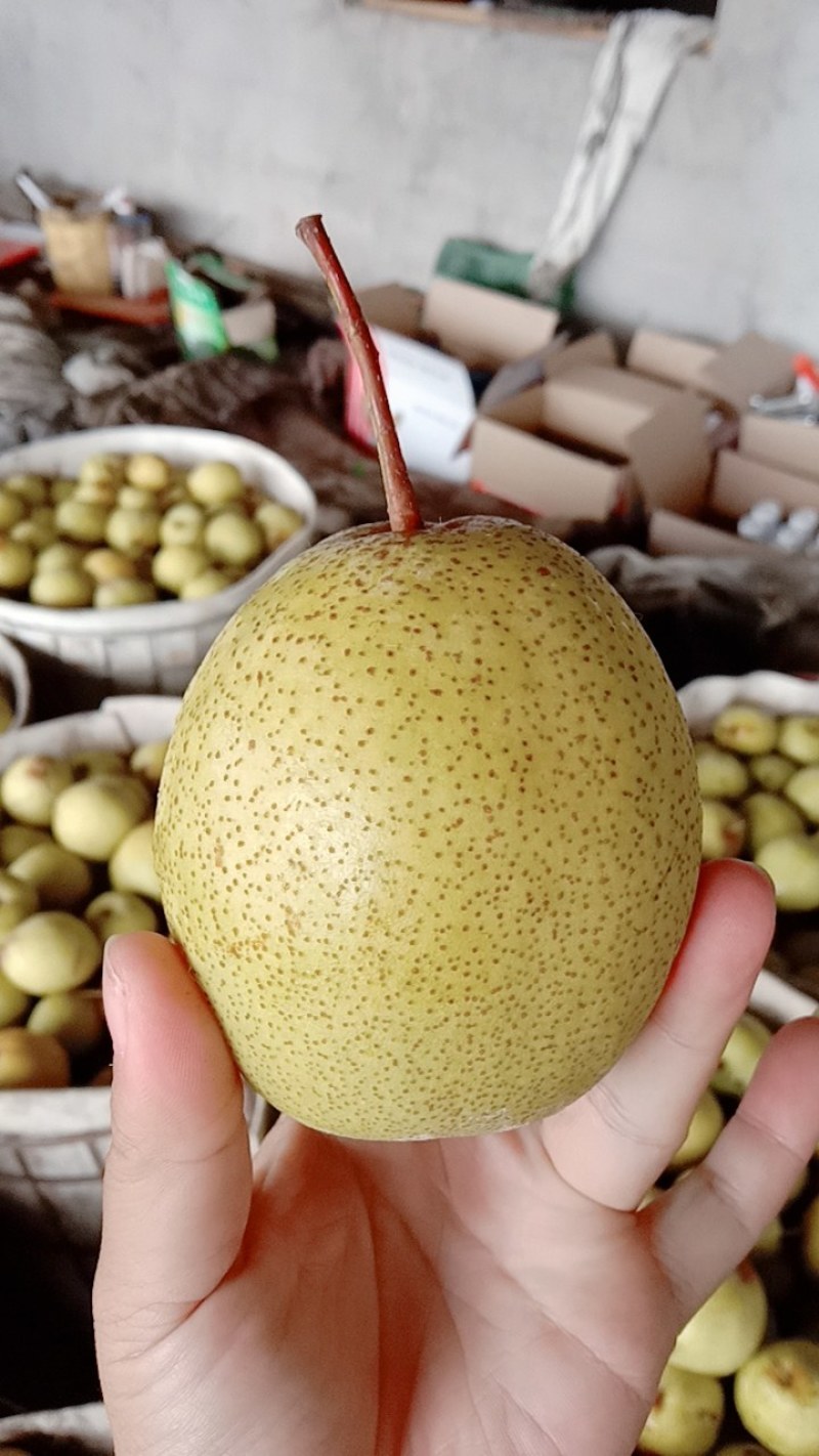 绥中白梨大量上市，皮薄肉厚