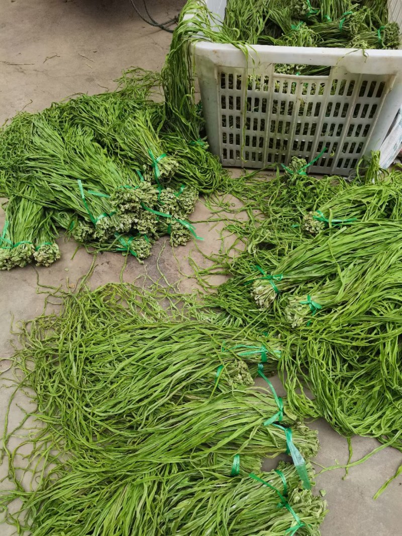 安徽贡菜云南贡菜响菜苔菜一箱10斤