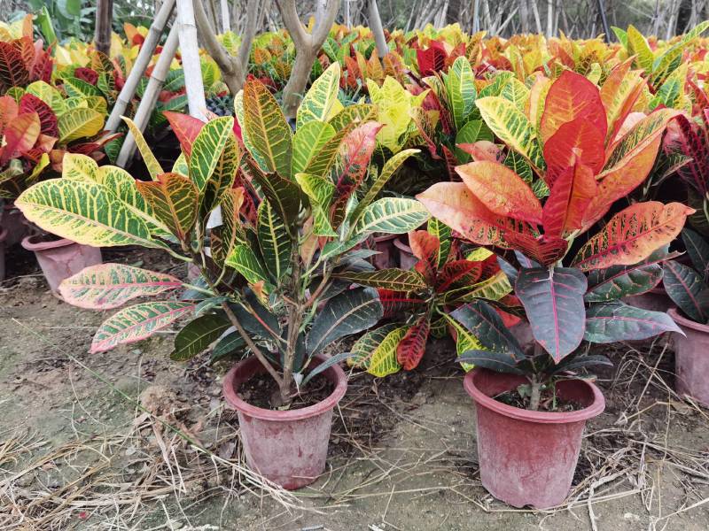 彩霞变叶木精品基地直供漳州马口