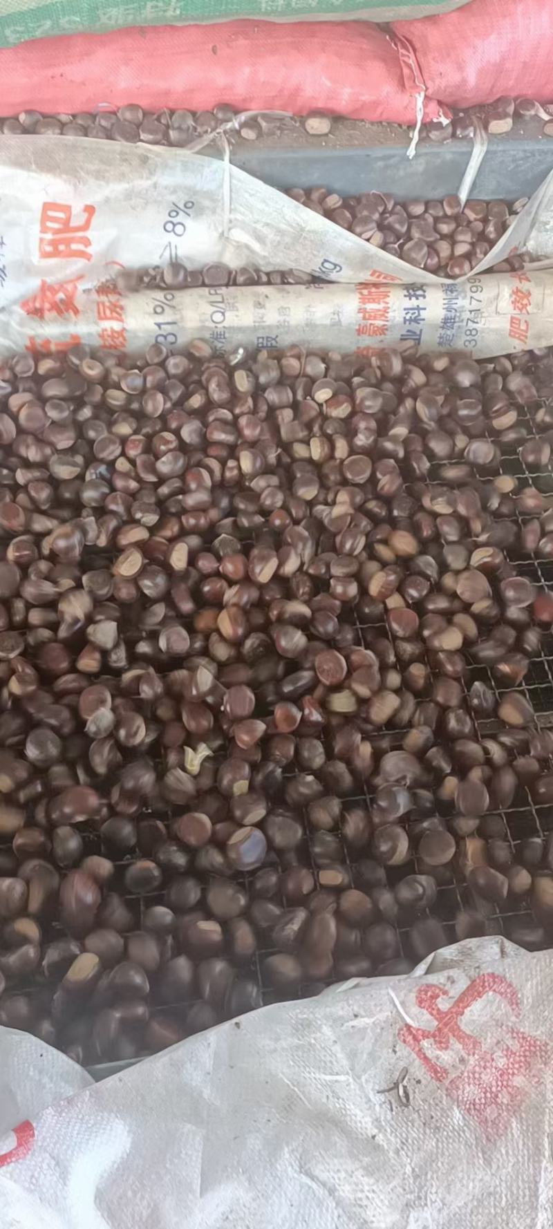 云南野生板栗大量现货