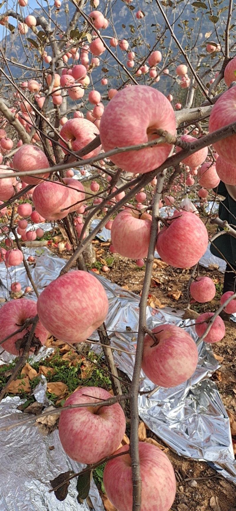 红富士苹果产地大量供应保证质量，口感脆甜颜色好