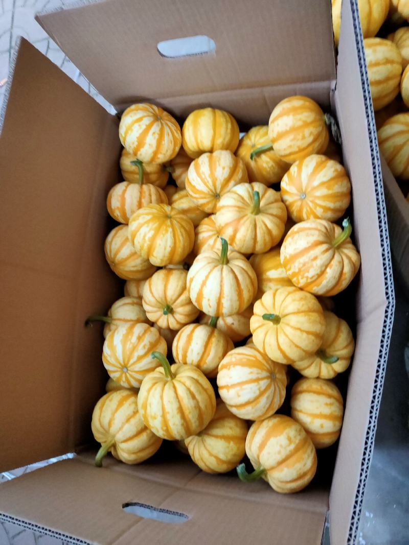 大量现货太阳果，小南瓜，橘瓜常年供应各大酒店，市场