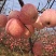 红富士苹果，山区苹果市场批发，电商团购，包质包量