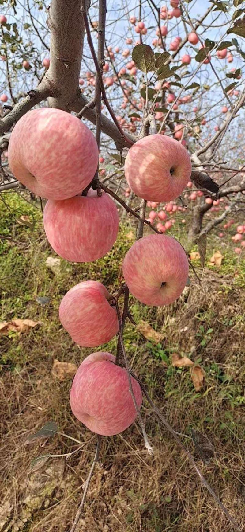 红富士苹果，山区苹果市场批发，电商团购，包质包量