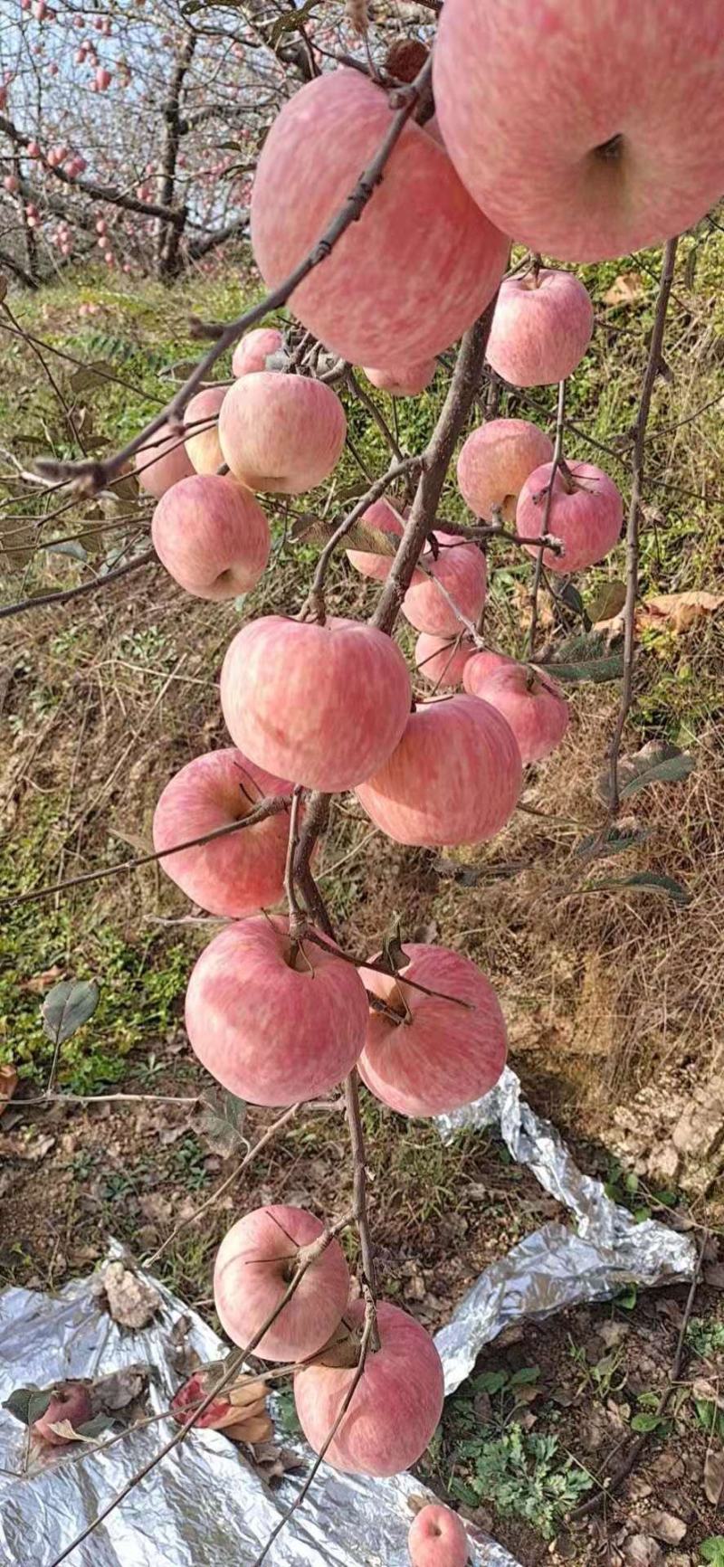 红富士苹果，山区苹果市场批发，电商团购，包质包量