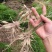 天冬苗高产量好管理品质保证低价批发现苗多多