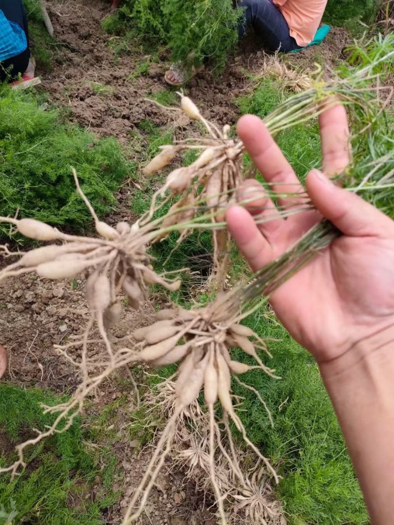 天冬苗高产量好管理品质保证低价批发现苗多多
