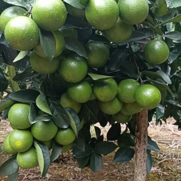 广西红江橙大量上市（供应市场果，电商果，加工果）