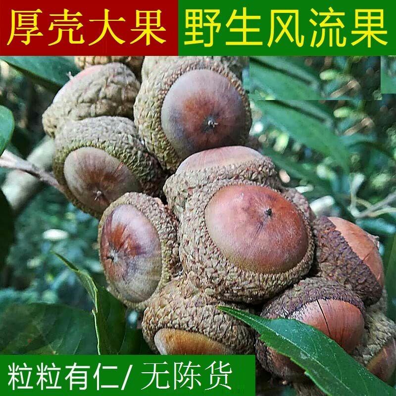 风流果广西深山采摘晒干包邮