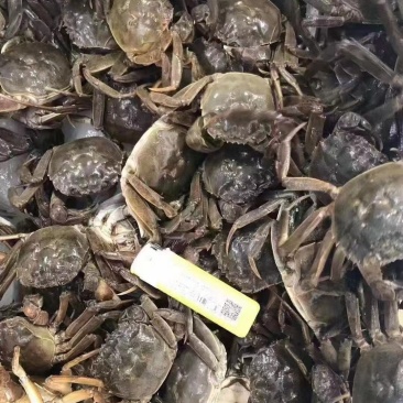 大闸蟹