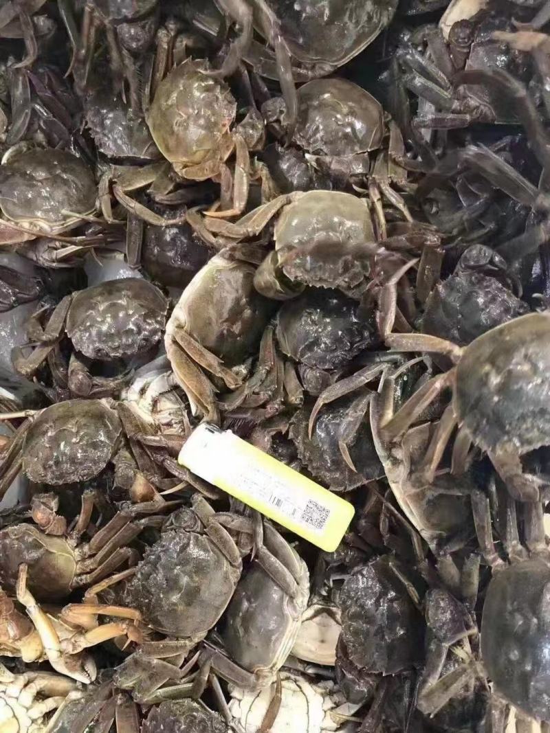 大闸蟹