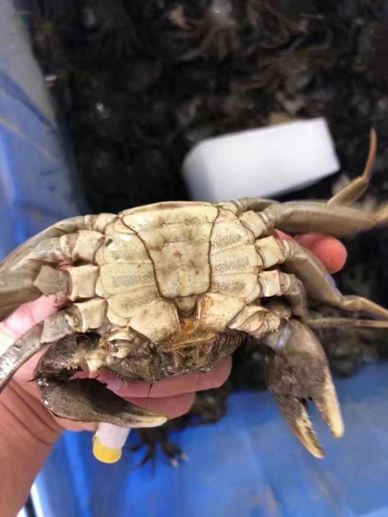 大闸蟹