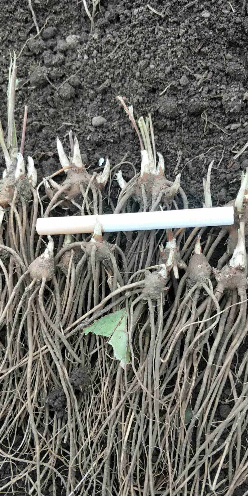 北苍术种苗，苍术二年苗，苍术苗苍术一年苗，朱砂点苍术苗，