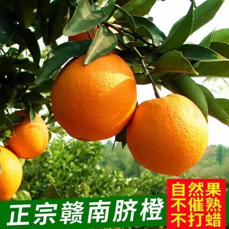 江西赣南脐橙一件代发顺丰包邮全国发货欢迎下单品尝