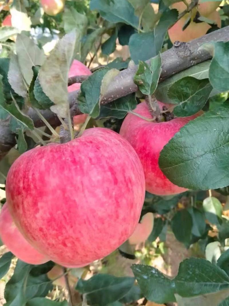 【推荐】苹果水晶红富士苹果80mm以上口感脆甜好吃