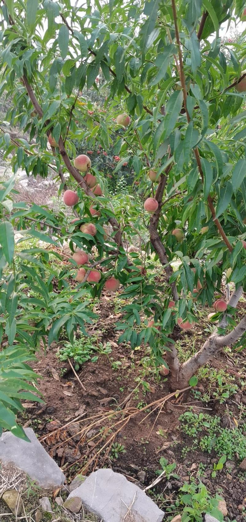 沂蒙山优质冬桃
