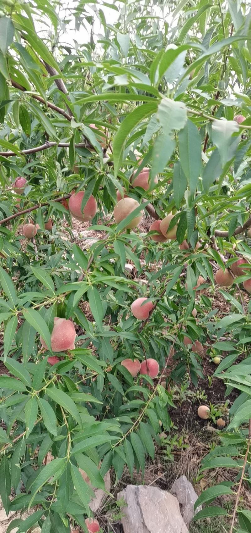 沂蒙山优质冬桃