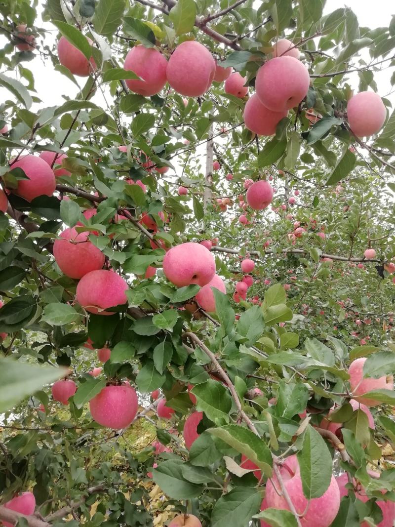 邢台市信都区**的苹果75mm以上纸袋