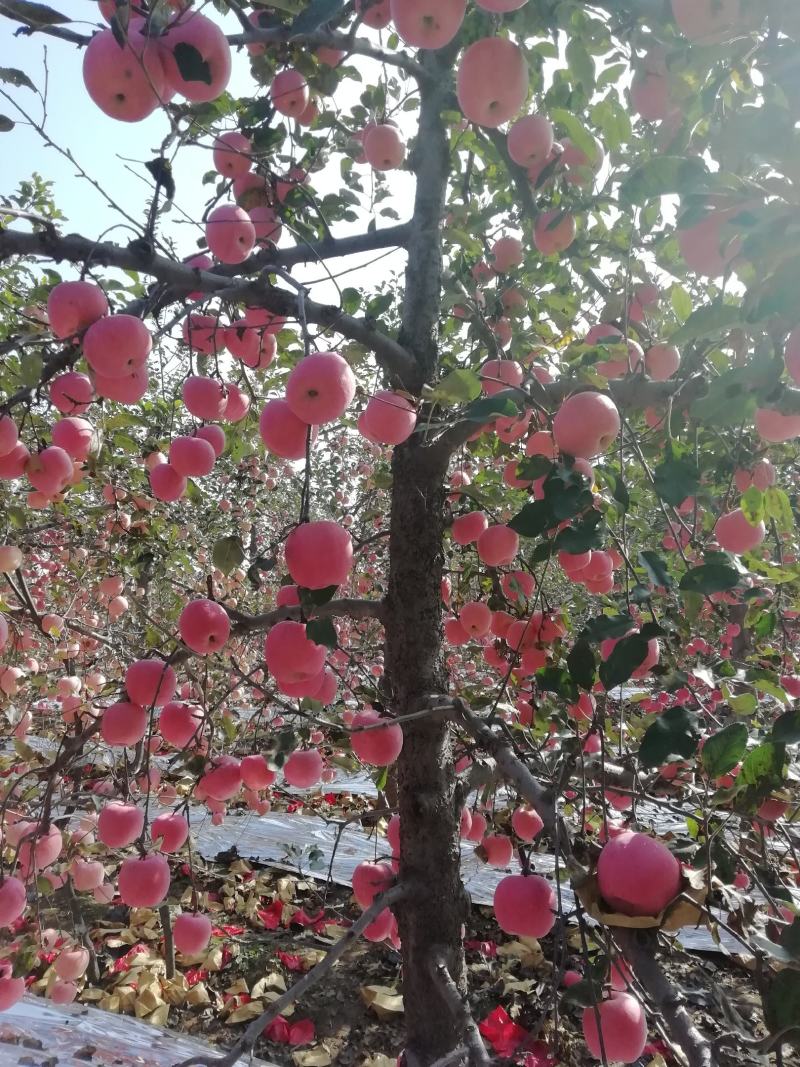 邢台**的苹果。口感好，色泽鲜艳。红度百分之99。