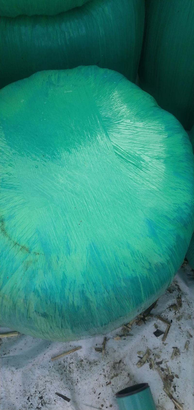 羊草草草草草大量羊草