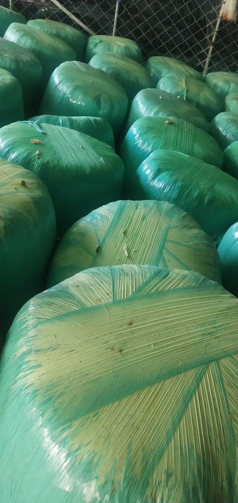 羊草草草草草大量羊草