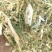 羊草草草草草大量羊草