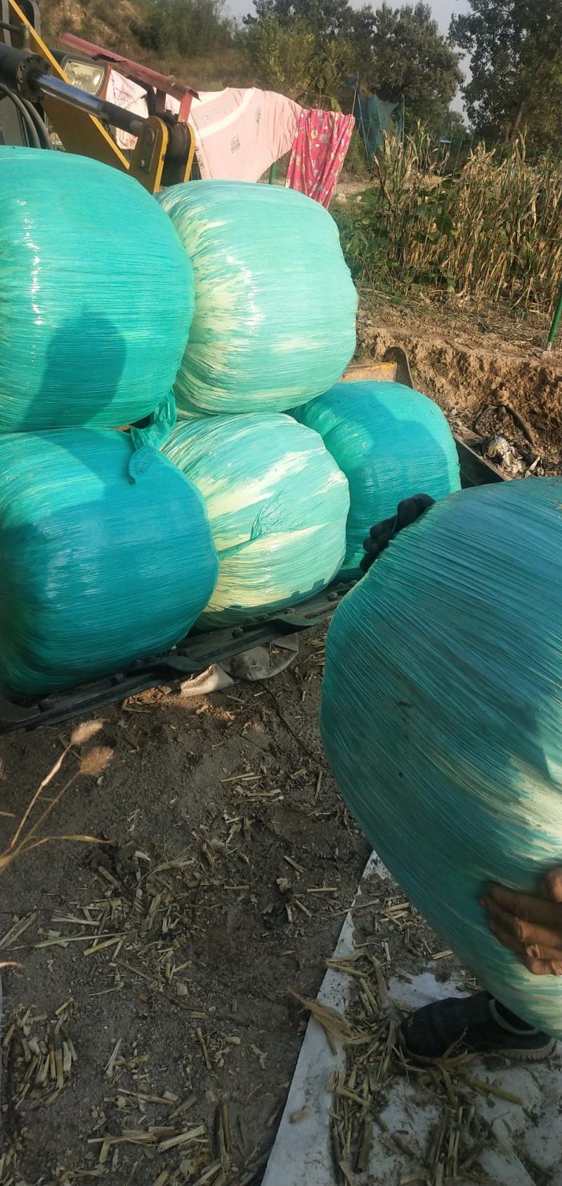 羊草草草草草大量羊草