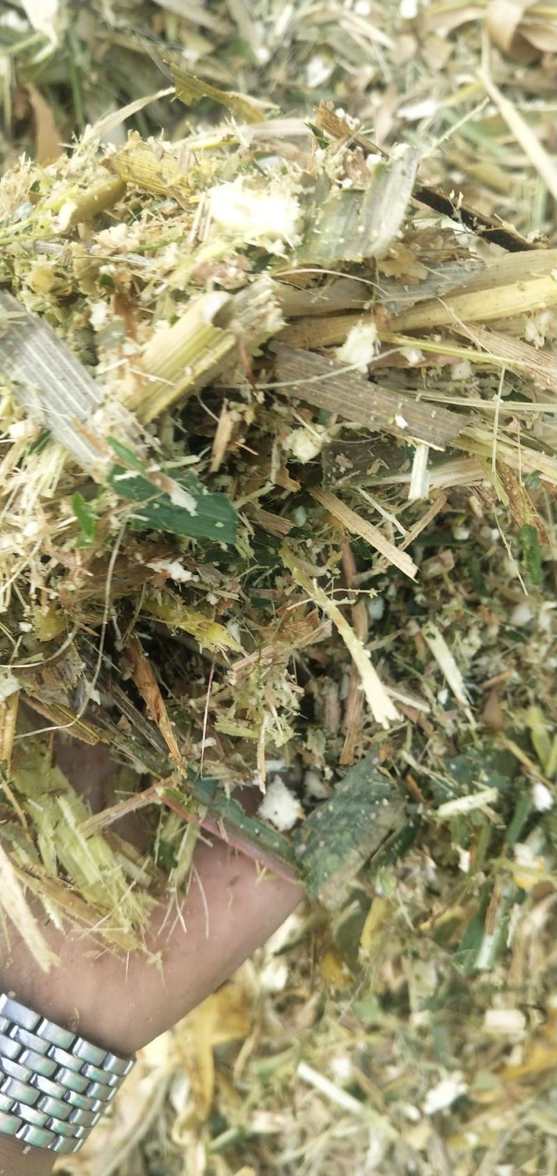 羊草草草草草大量羊草