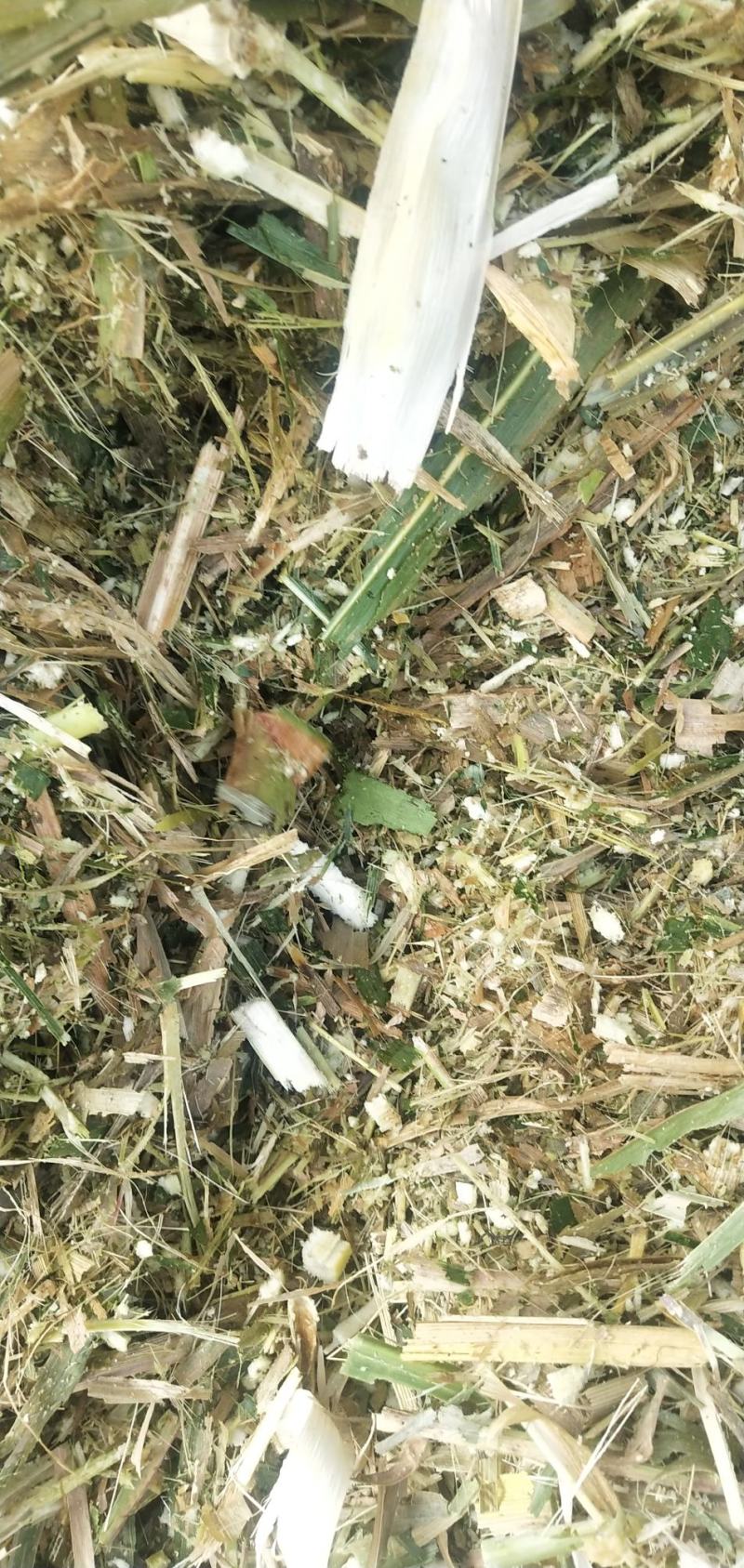 羊草草草草草大量羊草