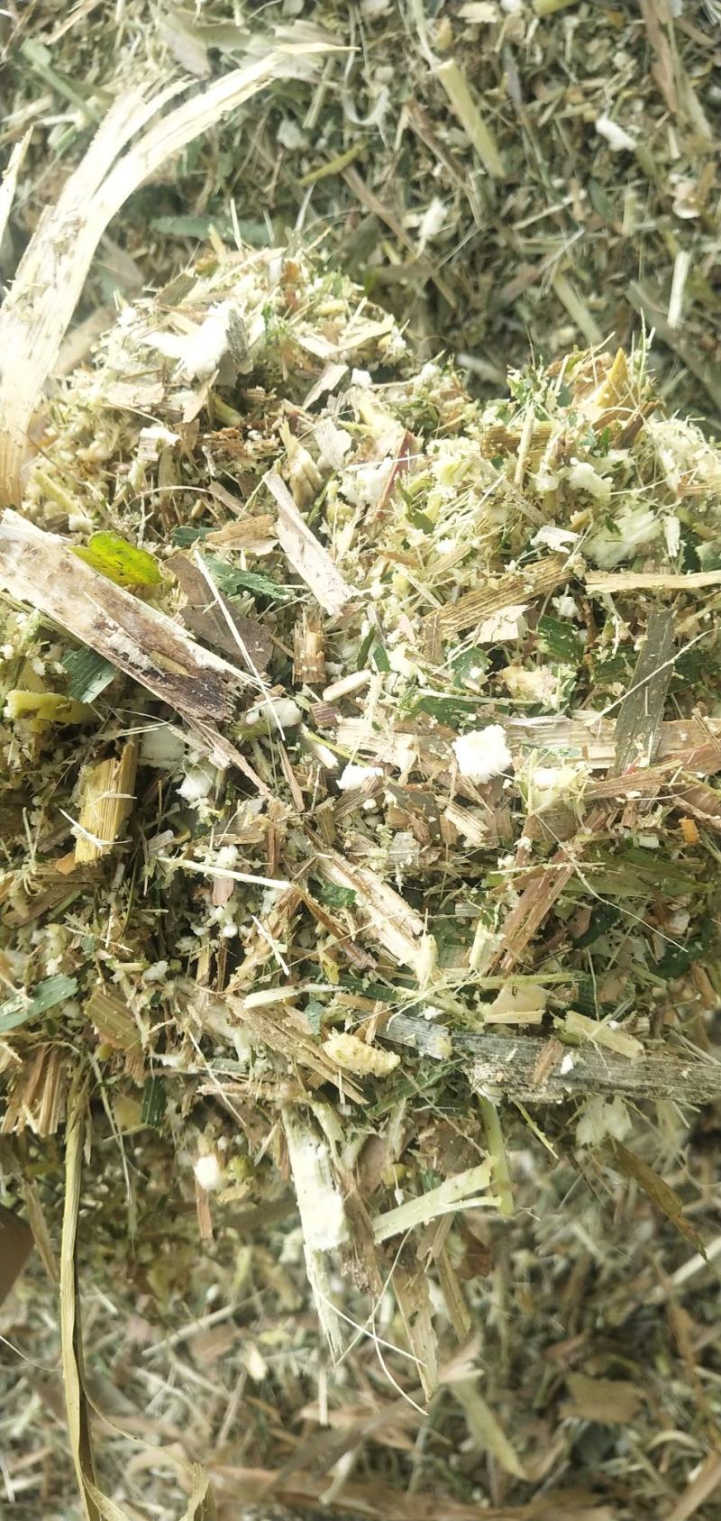 羊草草草草草大量羊草