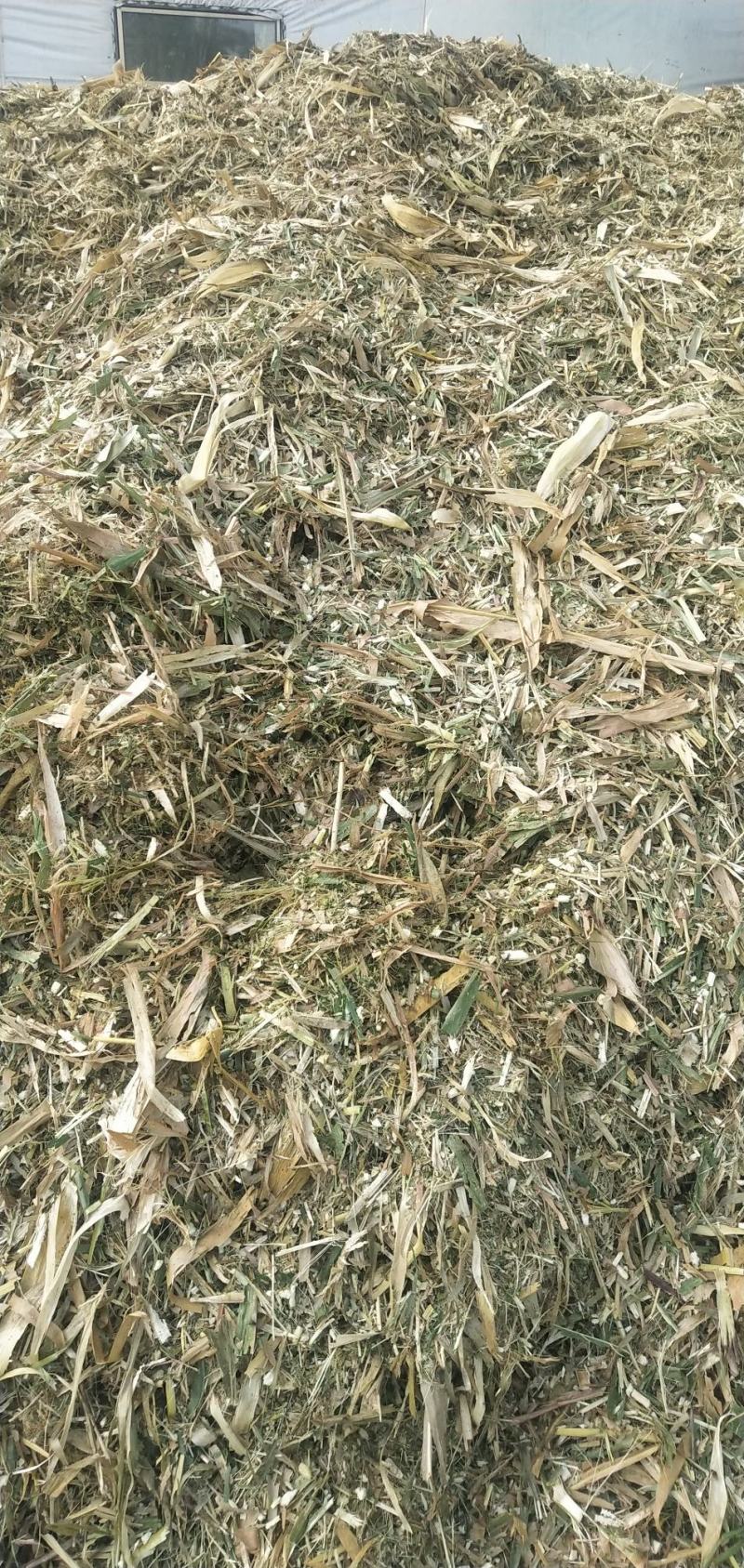 羊草草草草草大量羊草