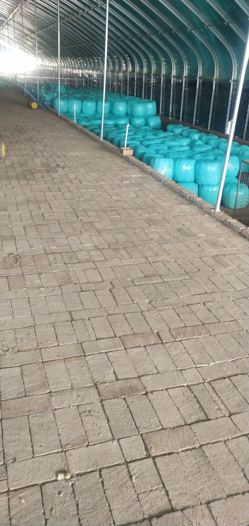 羊草草草草草大量羊草