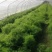 天冬苗云南产地直供诚信经营发货全国有意者可电话联系