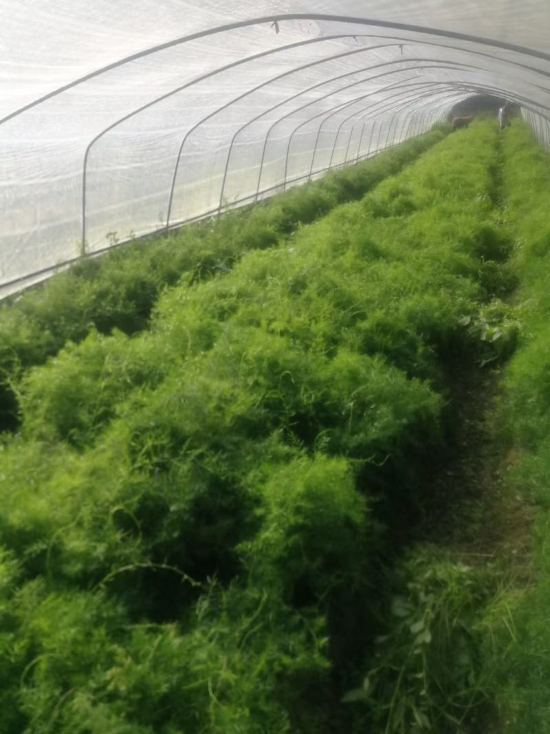 天冬苗云南产地直供诚信经营发货全国有意者可电话联系