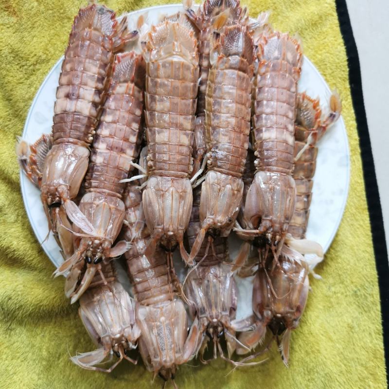 皮皮虾渤海特产虾蛄虾爬子鲜活爬虾煮熟新鲜琵琶虾