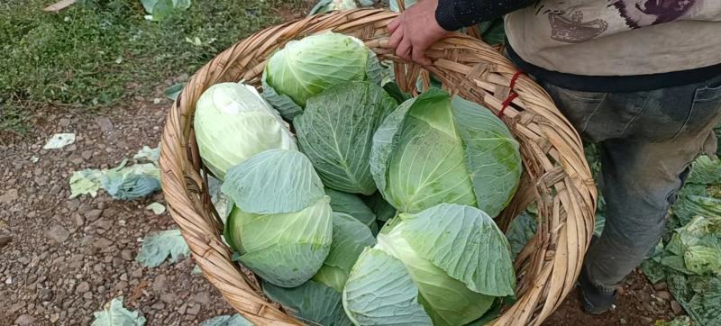 云南大量精品包菜上市欢迎咨询一年四季供应