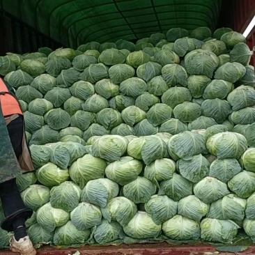 云南大量精品包菜上市欢迎咨询一年四季供应