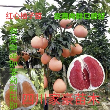 三红柚苗，三红柚子苗基地直发品种保证，