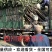三红柚苗，三红柚子苗基地直发品种保证，