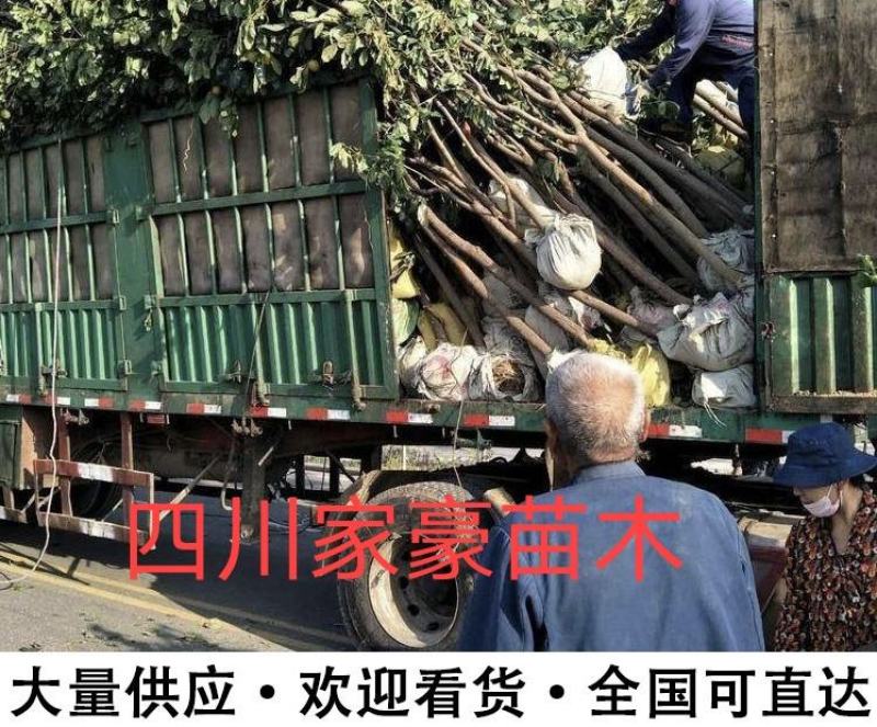 三红柚苗，三红柚子苗基地直发品种保证，