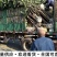 三红柚苗，三红柚子苗基地直发品种保证，