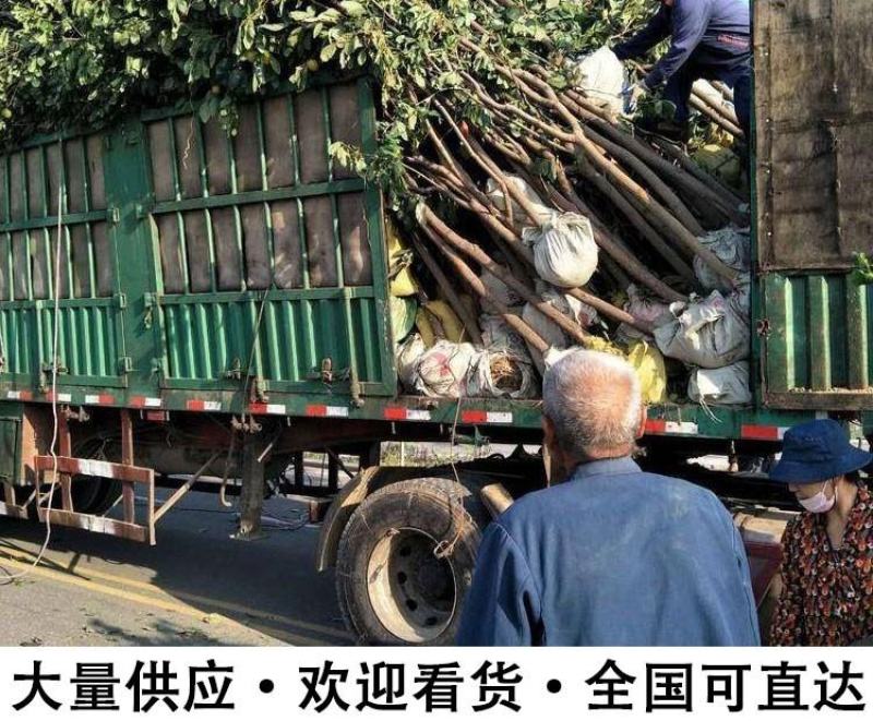 三红柚苗，三红柚子苗基地直发品种保证，