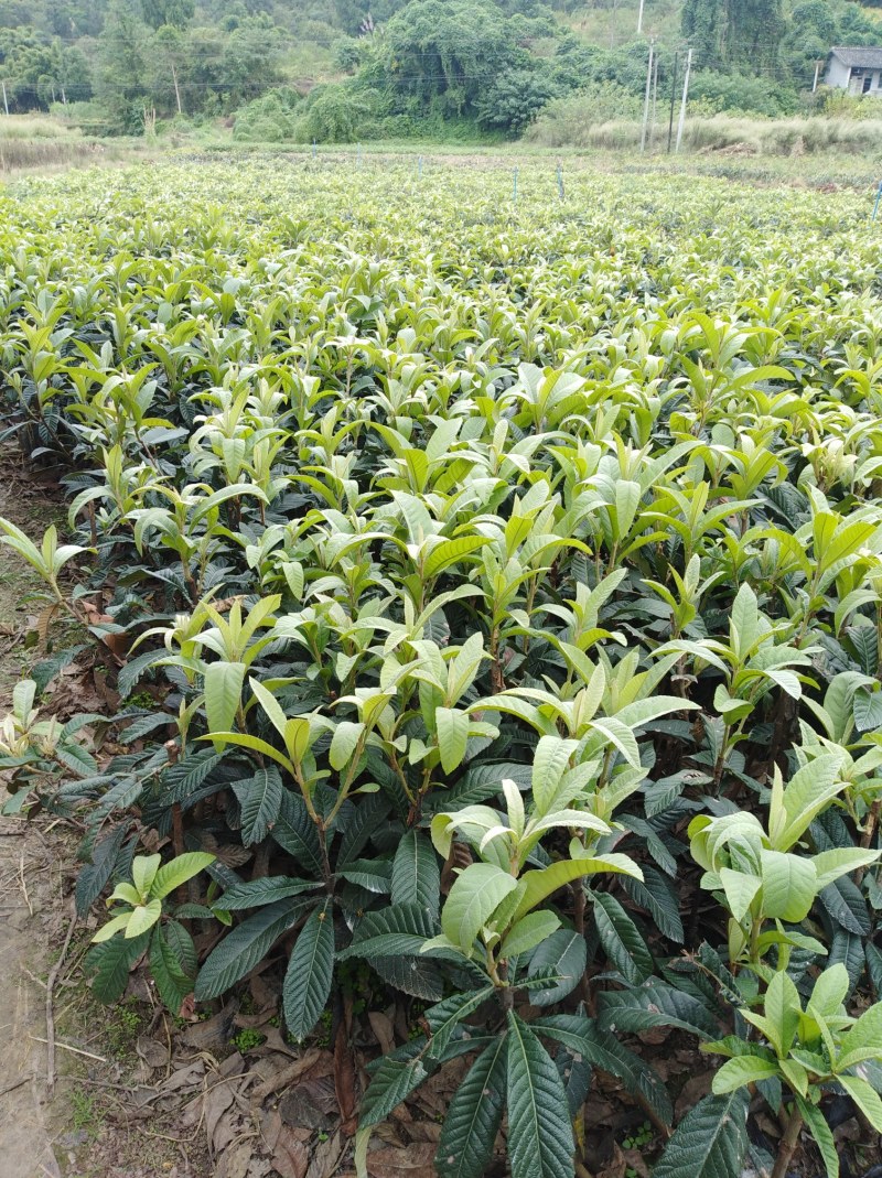 大五星枇杷苗各种柑橘苗，地苗，杯苗均有，全嫁接