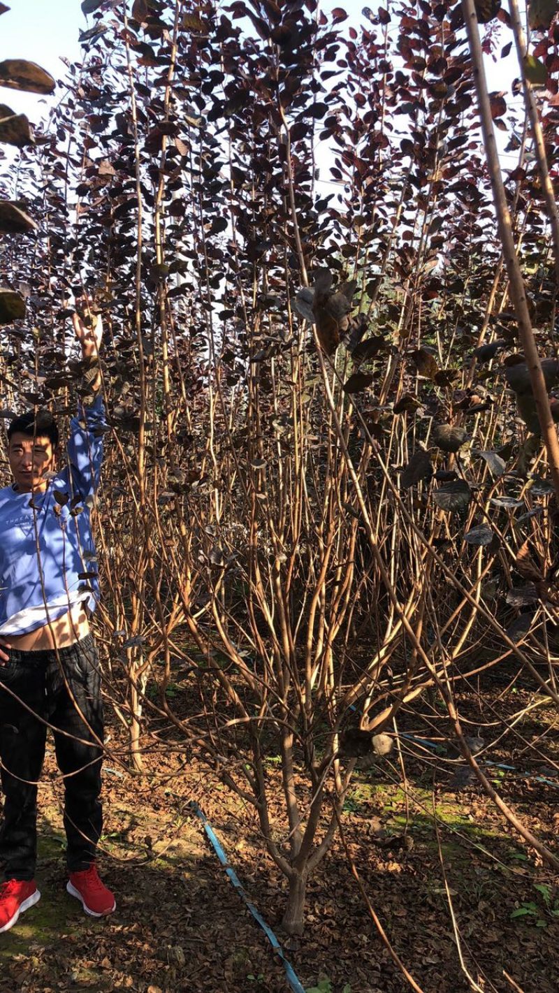 精品丛生中国红栌，高度，4米，冠幅，3米