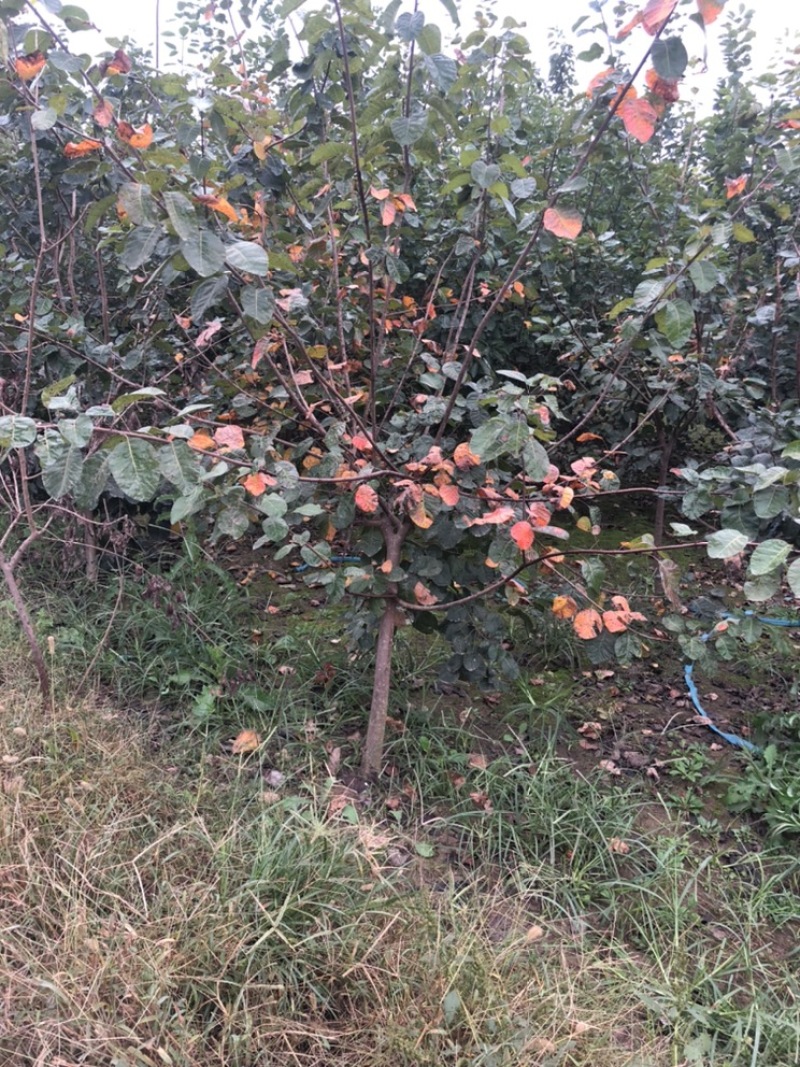 大量出售：丛生黄栌，高度，4米，冠幅3米，独杆黄栌。