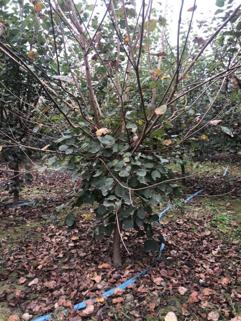 大量出售：丛生黄栌，高度，4米，冠幅3米，独杆黄栌。