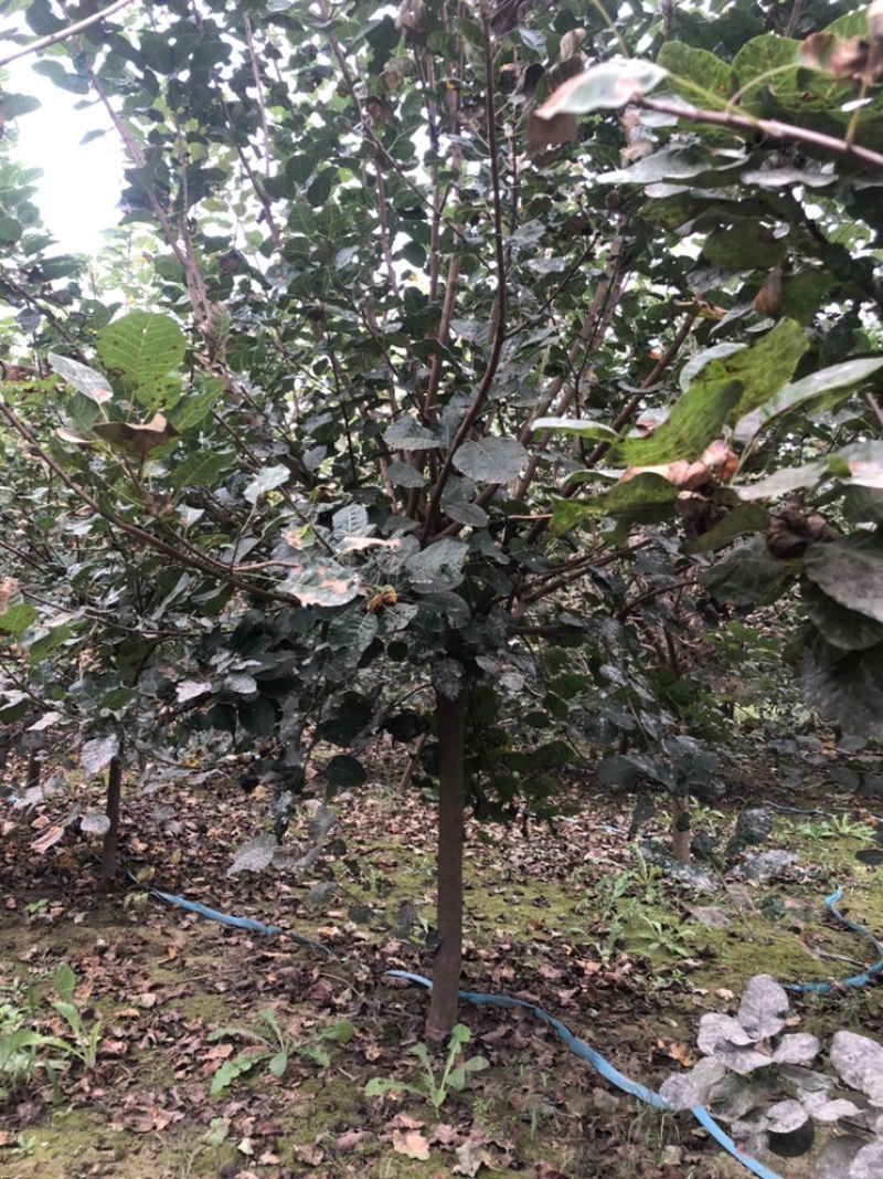 大量出售：丛生黄栌，高度，4米，冠幅3米，独杆黄栌。
