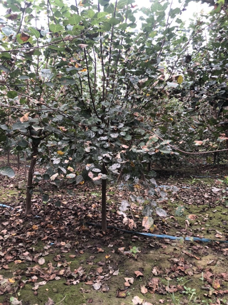大量出售：丛生黄栌，高度，4米，冠幅3米，独杆黄栌。